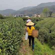 Muatkan imej ke dalam penonton Galeri, 2025 Teh Perigi Naga Shi Feng Awal Musim Bunga