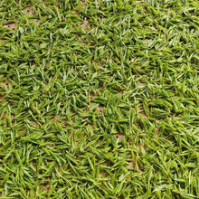 Muatkan imej ke dalam penonton Galeri, 2025 Awal Musim Bunga Mei Jia Wu Teh Perigi Naga