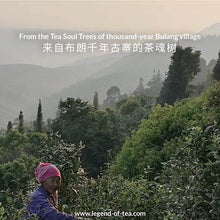 Muatkan imej ke dalam penonton Galeri, Prapesan | 2025 Wengji Cha Hun “Tea Soul” 翁基茶魂