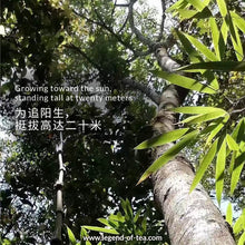 Load image into Gallery viewer, 2025 Bulang Hua Qian Gu 布朗花千骨