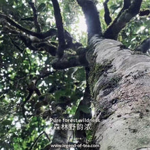 Load image into Gallery viewer, 2025 PaSha ZhengShan 帕沙正山