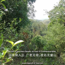 Load image into Gallery viewer, 2025 Wuliang Mountain 无量山古树