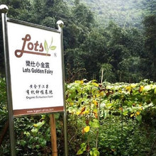 Muatkan imej ke dalam penonton Galeri, Lots Golden Fairy "Luo Han Guo" - LEGEND OF TEA