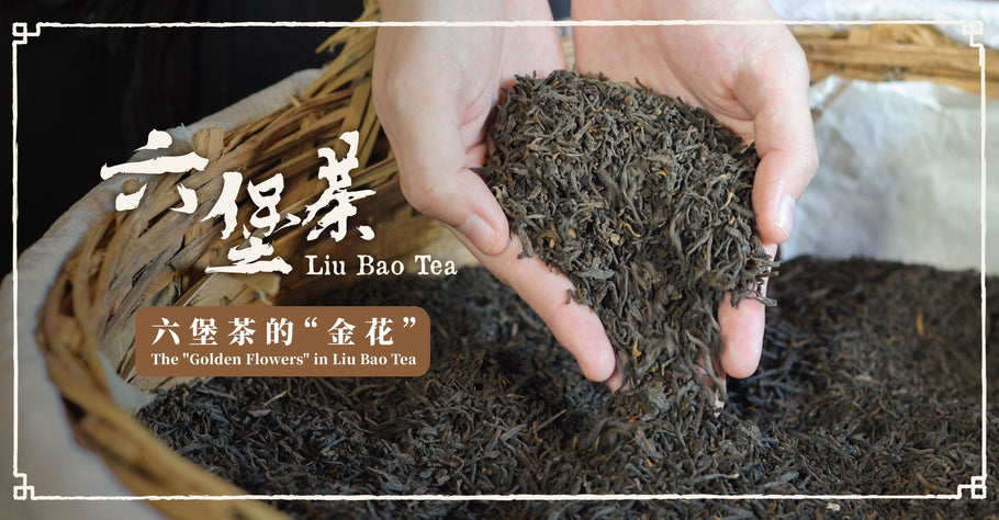 <tc>认识金花六堡茶</tc>
