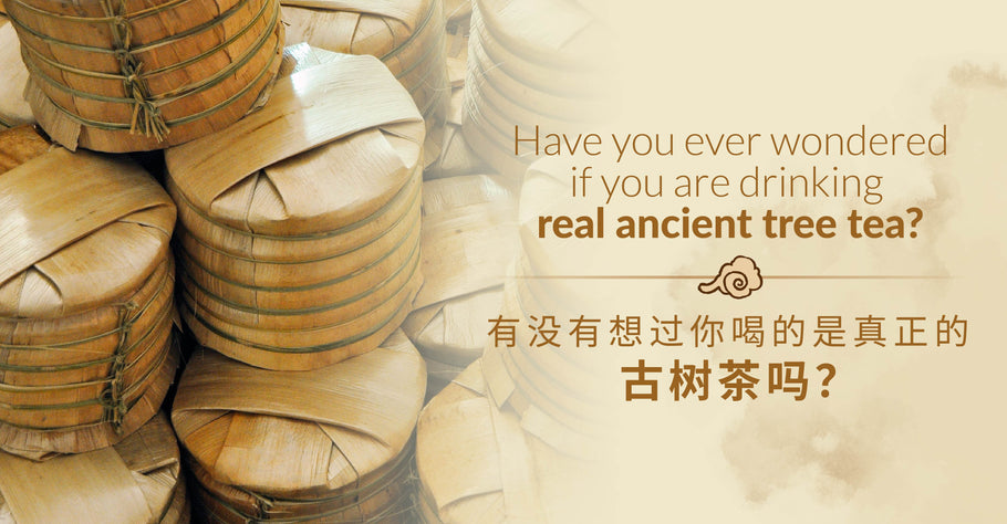 <tc>有没有想过你喝的是真正的古树茶吗?</tc>