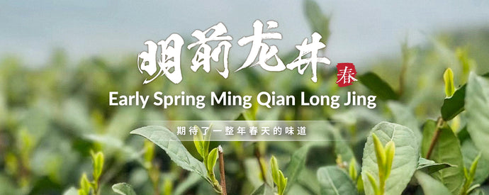 What Is Long Jing Tea? A Complete Guide to Dragon Well Green Tea