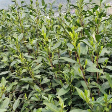 Load image into Gallery viewer, 2025 Early Spring Shi Feng Dragon Well Tea
