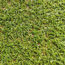 Load image into Gallery viewer, 2025 Early Spring Shi Feng Dragon Well Tea
