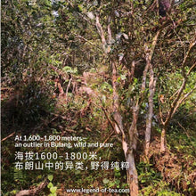 Muatkan imej ke dalam penonton Galeri, Prapesan | 2025 Guangbie Lao Zhai 广别老寨
