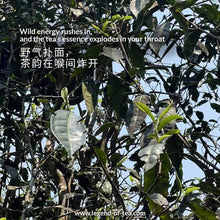 Load image into Gallery viewer, 2025 BanZhang LaoZhai 班章老寨
