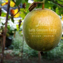 Load image into Gallery viewer, Lots Golden Fairy &quot;Luo Han Guo&quot; - LEGEND OF TEA
